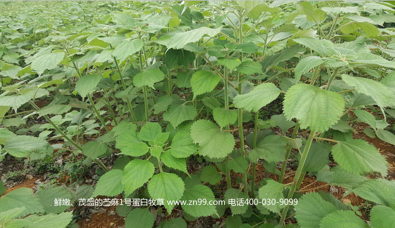苧麻1號(hào)蛋白牧草——高蛋白高氨基酸藥草兼用，四季多年生超高產(chǎn)牧草