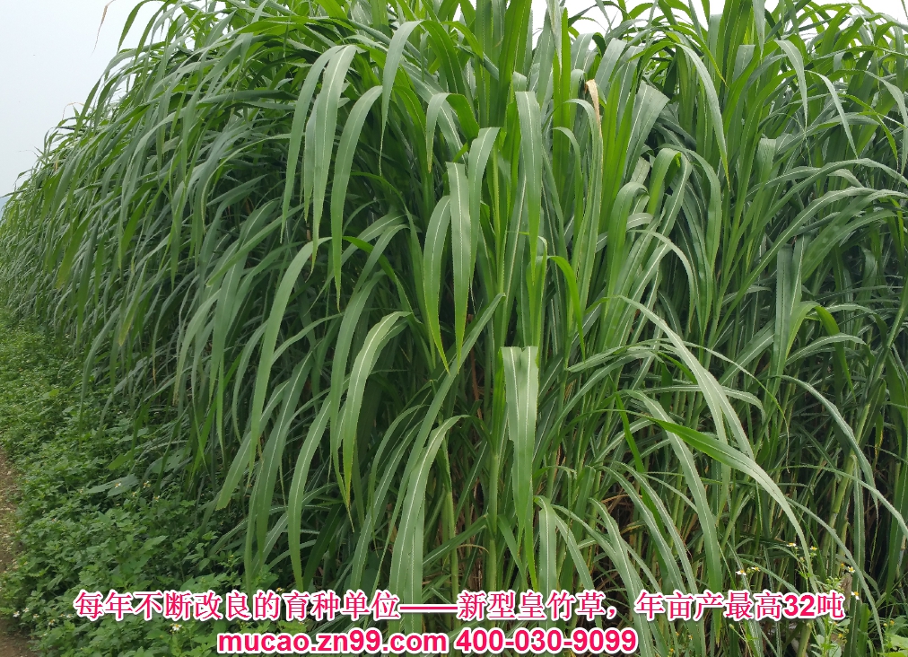 產(chǎn)量超高的牧草品種——新型皇竹草，熱研4號(hào)王草，產(chǎn)量超高的牧草品種，已經(jīng)暫停推廣