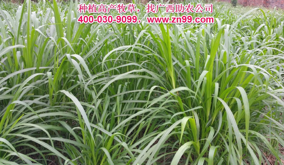 廣西助農(nóng)2025年優(yōu)質(zhì)高產(chǎn)牧草品種報(bào)價(jià)一覽表，種植高產(chǎn)牧草，有效降低養(yǎng)殖成本，提高肉質(zhì)提高效益！