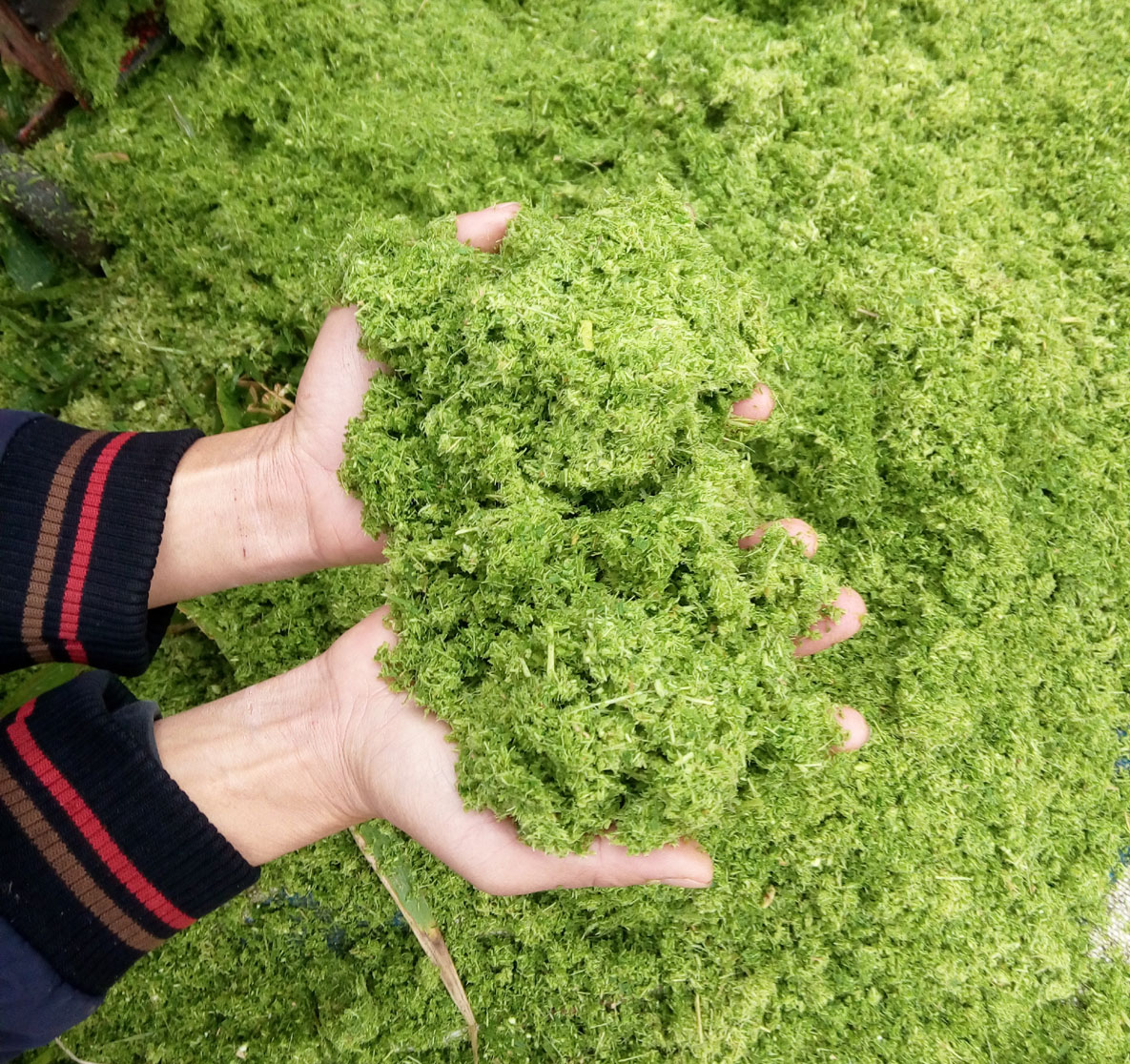 青綠牧草秸稈多功能超細(xì)粉碎打漿機(jī)小型中型大型各種機(jī)械齊全，養(yǎng)殖場(chǎng)夢(mèng)想中的降低飼料成本的好機(jī)器