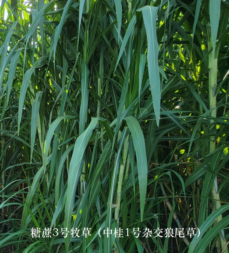 糖蔗3號(hào)牧草（中桂1號(hào)雜交狼尾草），禾本科多年生高產(chǎn)、高碳水化合物（高糖）新品種