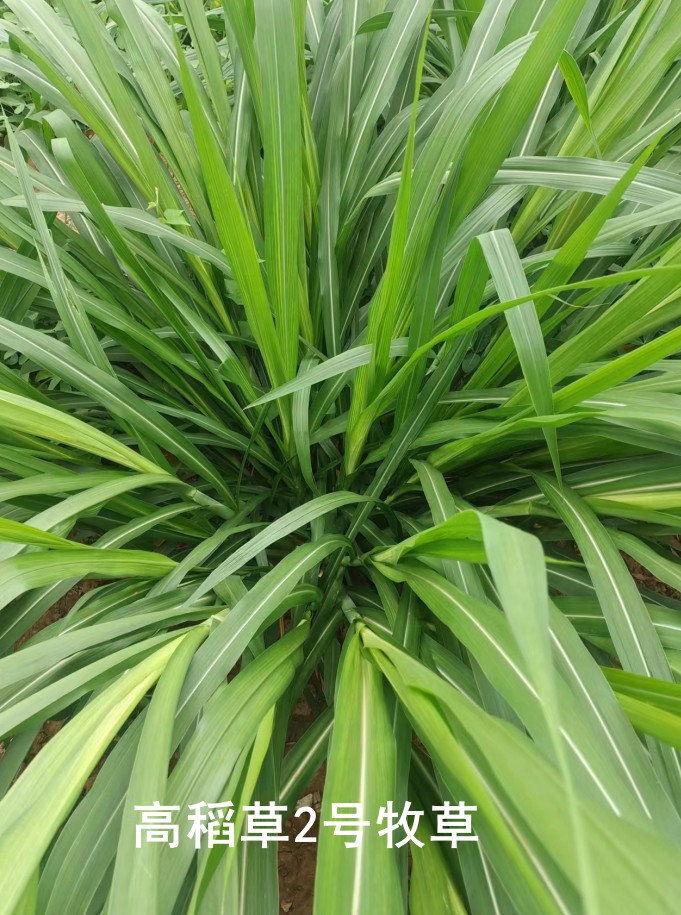 高稻草2號牧草，高粱與水稻雜交的新一代牧草品種，多年生營養(yǎng)高適口性好，各種優(yōu)勢可能吊打傳統(tǒng)牧草