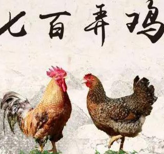 七百弄雞——一吃難忘的優(yōu)質(zhì)肉雞品種，廣西壯族自治區(qū)河池市大化縣特產(chǎn)，全國農(nóng)產(chǎn)品地理標(biāo)志