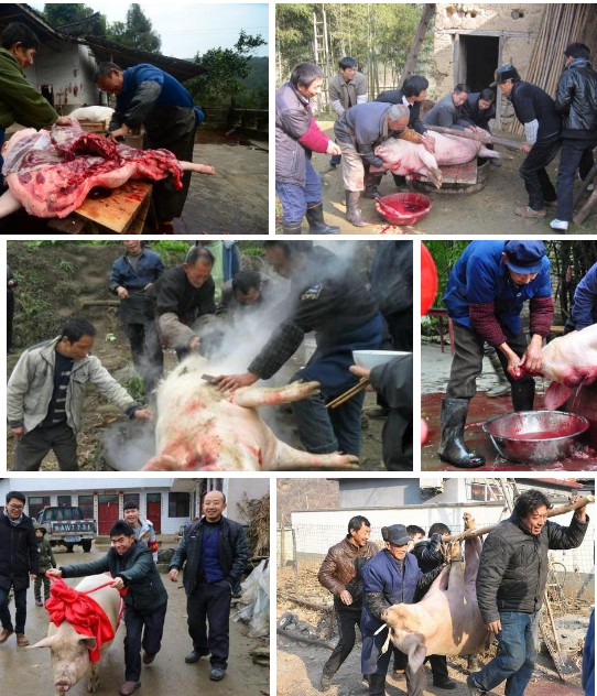 年豬——長期供應(yīng)高品質(zhì)年豬，長期采用發(fā)酵牧草與中草藥飼喂，豬肉味自然濃香土味十足