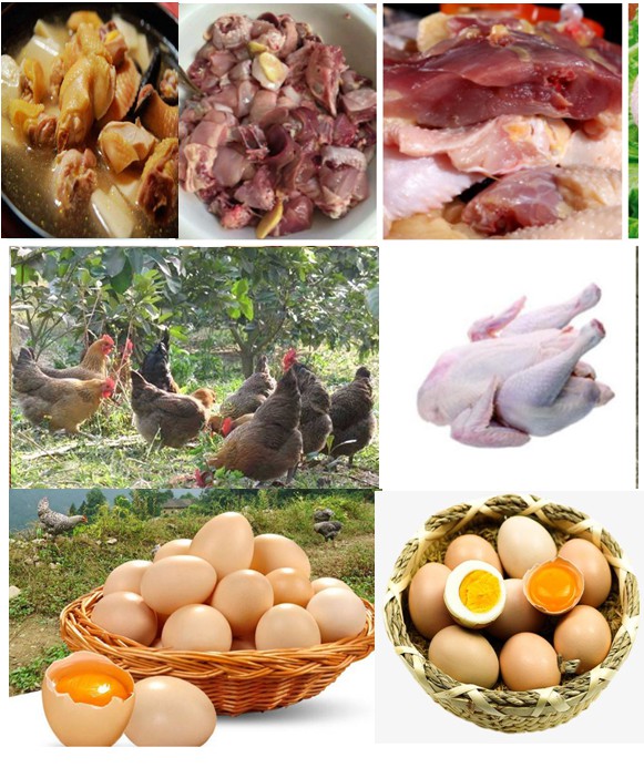 優(yōu)質(zhì)肉雞——采用微生物技術(shù)（發(fā)酵飼料、益生菌保健、中草藥無抗養(yǎng)殖等）放養(yǎng)養(yǎng)殖的各種土雞、閹雞、項雞、老水雞等，肉質(zhì)自然濃香一吃不忘