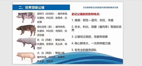史記豬精，以“精”降本、以“種”增效--提高養(yǎng)殖者的經(jīng)濟(jì)效益！