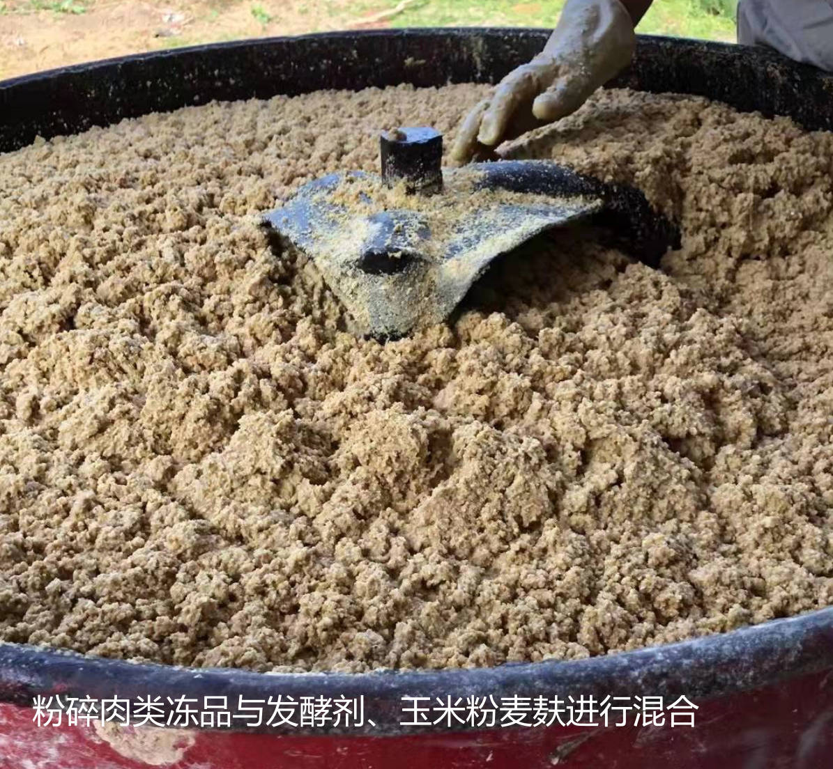 粉碎肉類凍品與發(fā)酵劑、玉米粉麥麩進行混合.jpg