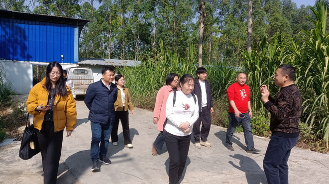 廣西家禽業(yè)協(xié)會韋鳳英會長在廣西助農(nóng)公司生態(tài)循環(huán)養(yǎng)殖基地發(fā)酵飼料生產(chǎn)區(qū)調(diào)研4.jpg