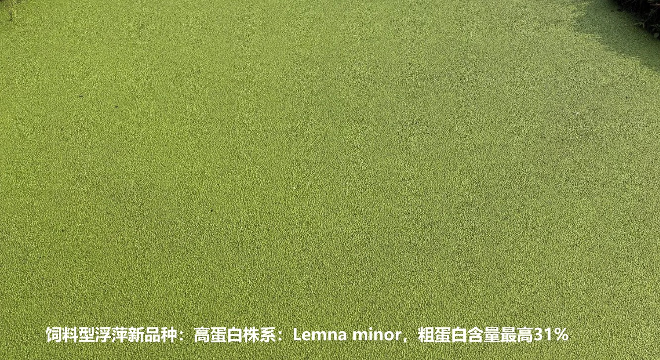 飼料型浮萍新品種：高蛋白株系：Lemna minor，國際編號7868，粗蛋白含量最高31%.jpg