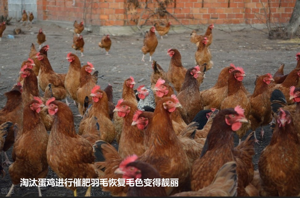 淘汰蛋雞進(jìn)行催肥羽毛恢復(fù)毛色變得靚麗.jpg