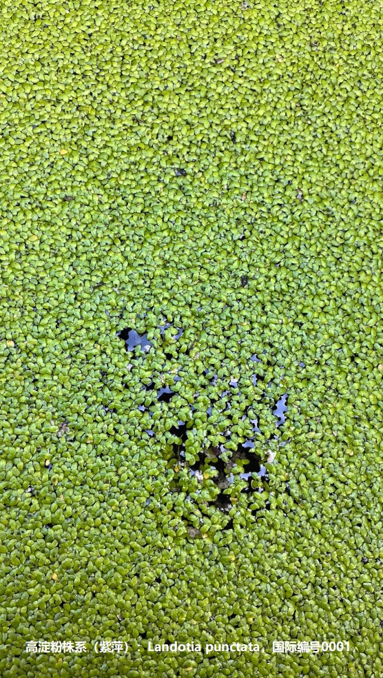 高淀粉株系（紫萍）：Landotia punctata，國(guó)際編號(hào)0001.jpg