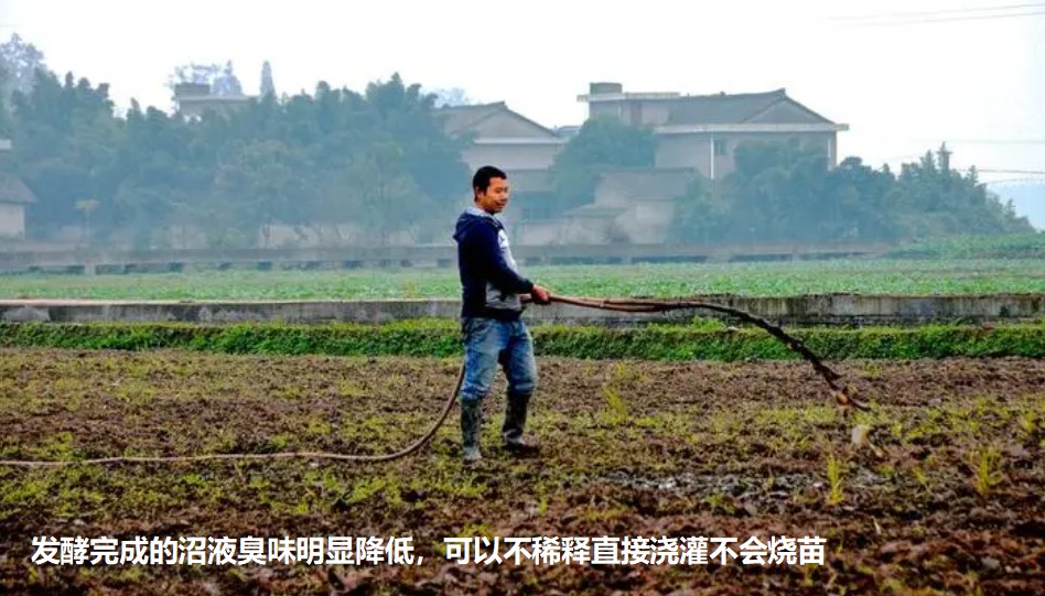 發(fā)酵完成的沼液臭味明顯降低，可以不稀釋直接澆灌不會燒苗.jpg